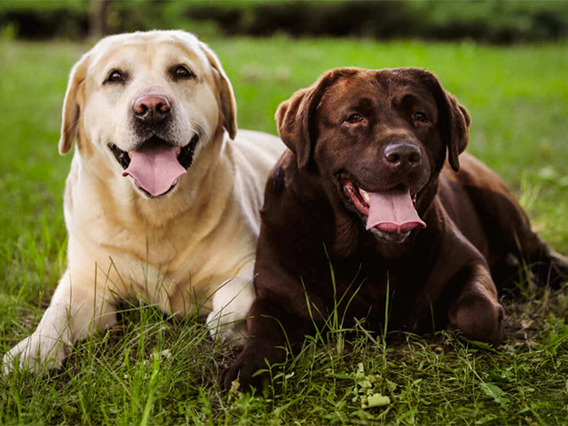 "Adotta un Amico" per adozione di cani presso canile Montebolzone 